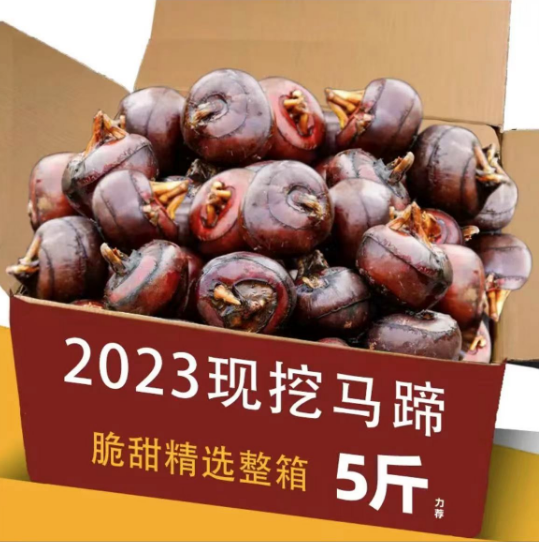 马蹄新鲜现挖5斤荸荠当季大地脆栗梨农家水果饽荠蔬菜10小果