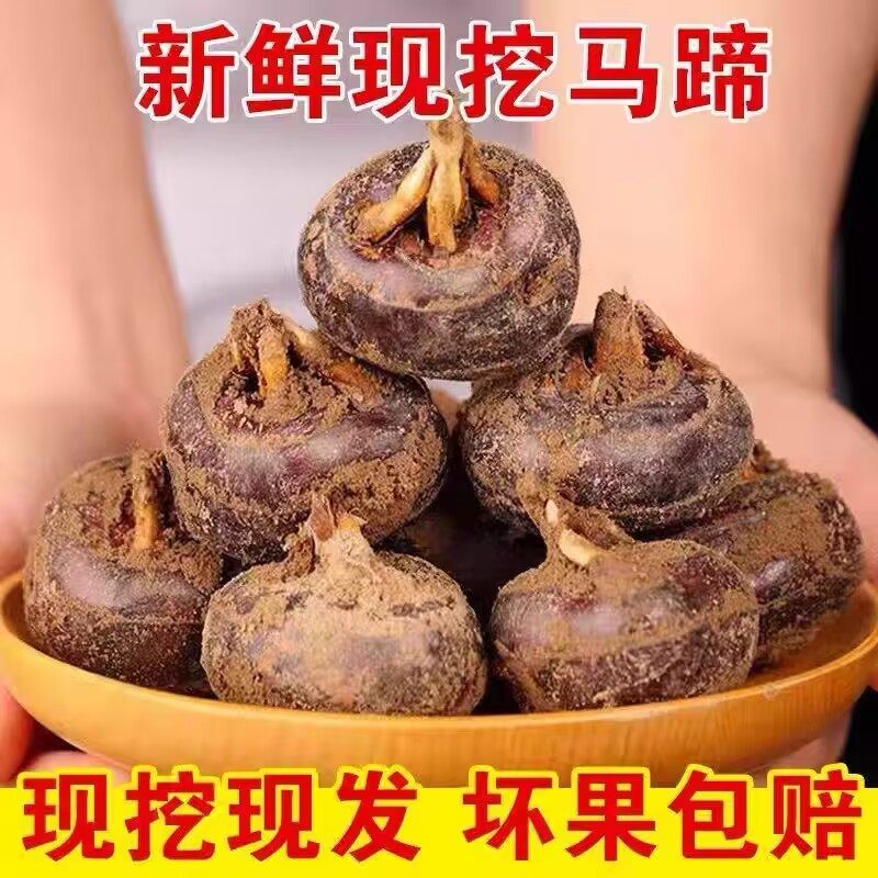 新鲜荸荠马蹄小果地栗地梨