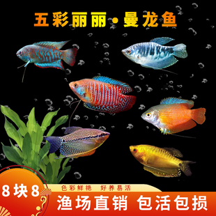 曼龙鱼淡水鱼苗观赏鱼好养耐活小鱼不打氧小型五彩丽丽鱼金鱼活鱼