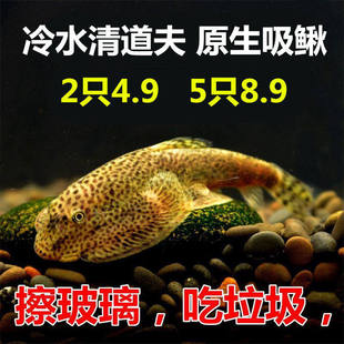 双吸盘原生吸鳅鱼 冷水鱼清道夫 原生工具鱼 麦氏方式琵琶鱼爬鳅