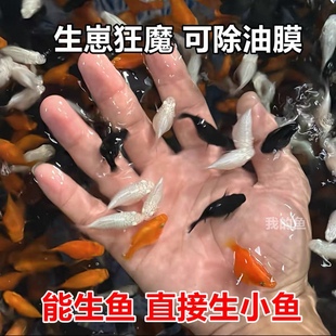 大肚子母鱼直接生小鱼 胎生鱼 新手好养 吃油膜玛丽鱼 玛丽球鱼