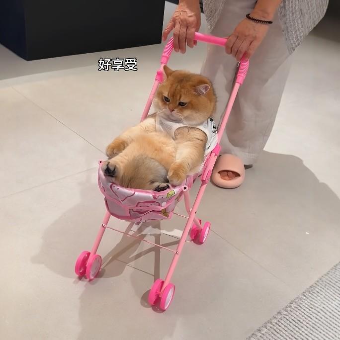 猫咪外出小推车可折叠宠物遛弯带篷迷你玩具车多功能带娃娃过家家