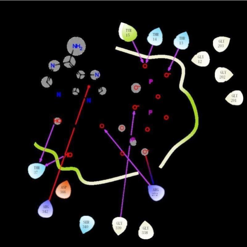清北博士团队虚拟筛选/分子对接/蛋白互作/网络药理学/多肽对接