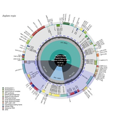 基因组测序数据分析外显分子测序WES全基因组测序WGS