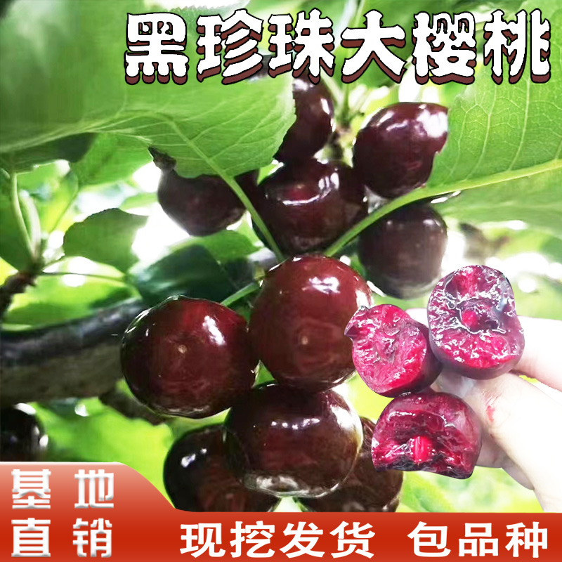 黑珍珠大樱桃苗南北方庭院阳台盆栽地载种植嫁接乌皮樱桃当年结果
