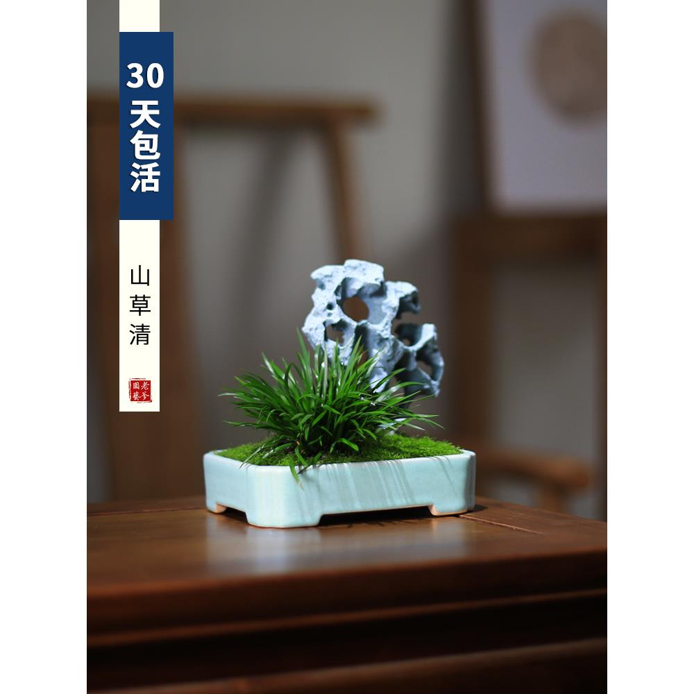 菖蒲蕨类小盆栽植物室内办公室桌面茶室四季常青创意绿植假山盆景