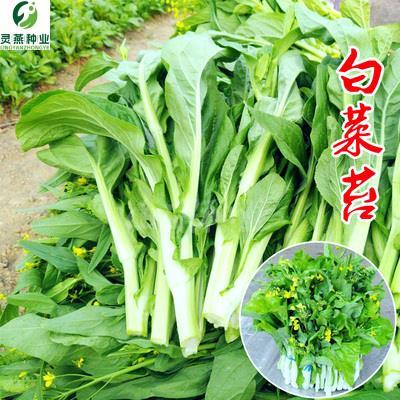 广苔蔬菜盆心种包白菜种东籽苗春薹台秋夏冬四季孑阳栽菜种子菜邮