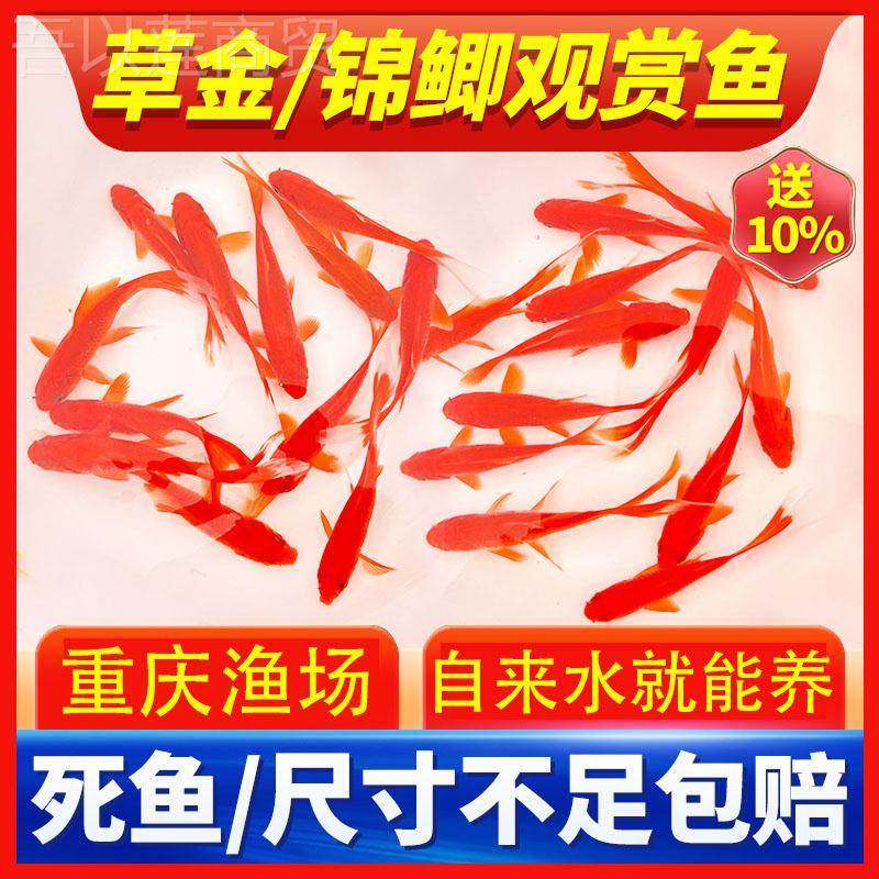小金鱼11764观型赏鱼活鱼红草金龙鱼活体耐冷淡水小活鱼缸红鲫鱼