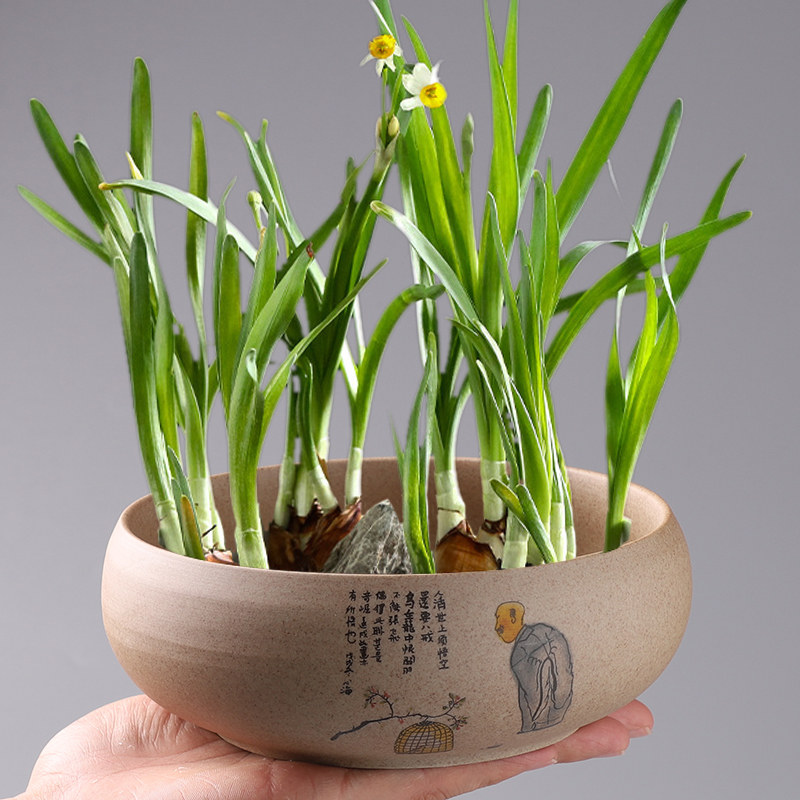 粗陶水仙花盆陶瓷无孔水培铜钱草碗莲睡莲绿萝容器大号多肉盆特价