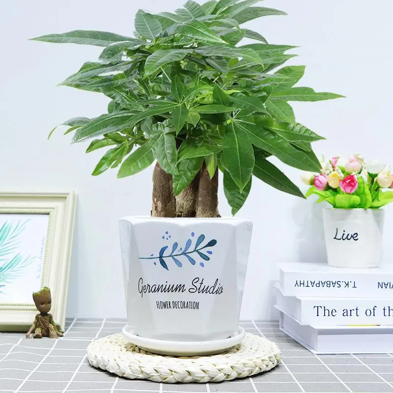 大号发财树花卉陶瓷盆室内阳台办公室招财树三杆老桩