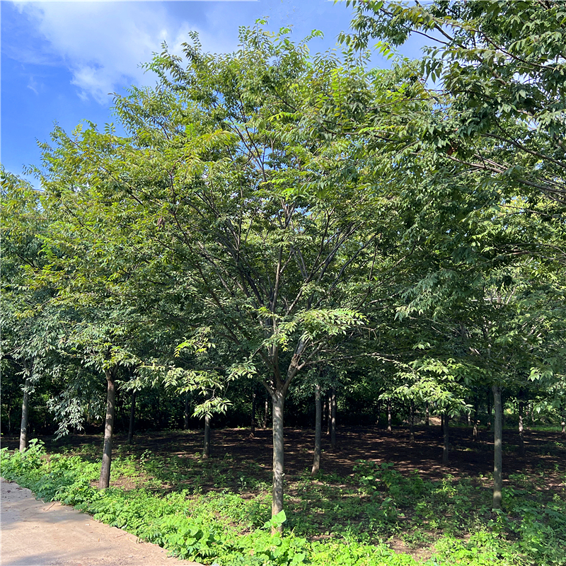 红榉树苗血举小别墅庭院行