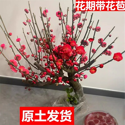梅花盆栽树苗老桩景阳台庭