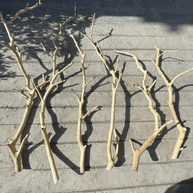 干树枝原木杈艺术干枝枯枝v枯木树干鸟架造型壁挂衣架吊顶树枝装