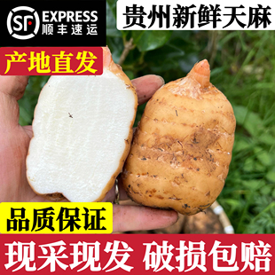 正宗贵州新鲜天麻礼盒现挖现发治头痛特级野生乌天麻顺丰坏果包赔