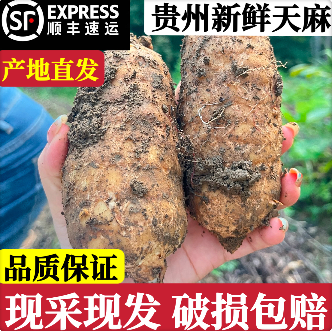 贵州大方新鲜天麻现挖煲汤纯天然生长三年现挖发货现发顺丰包邮