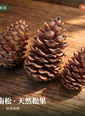 华南松创意摆件拍摄道具松果画材料手工DIY干花大号松果