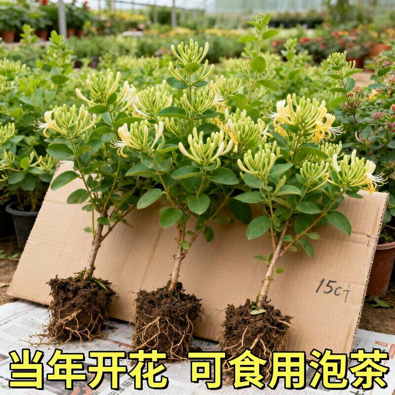 金银花盆栽树苗带花可观赏食用
