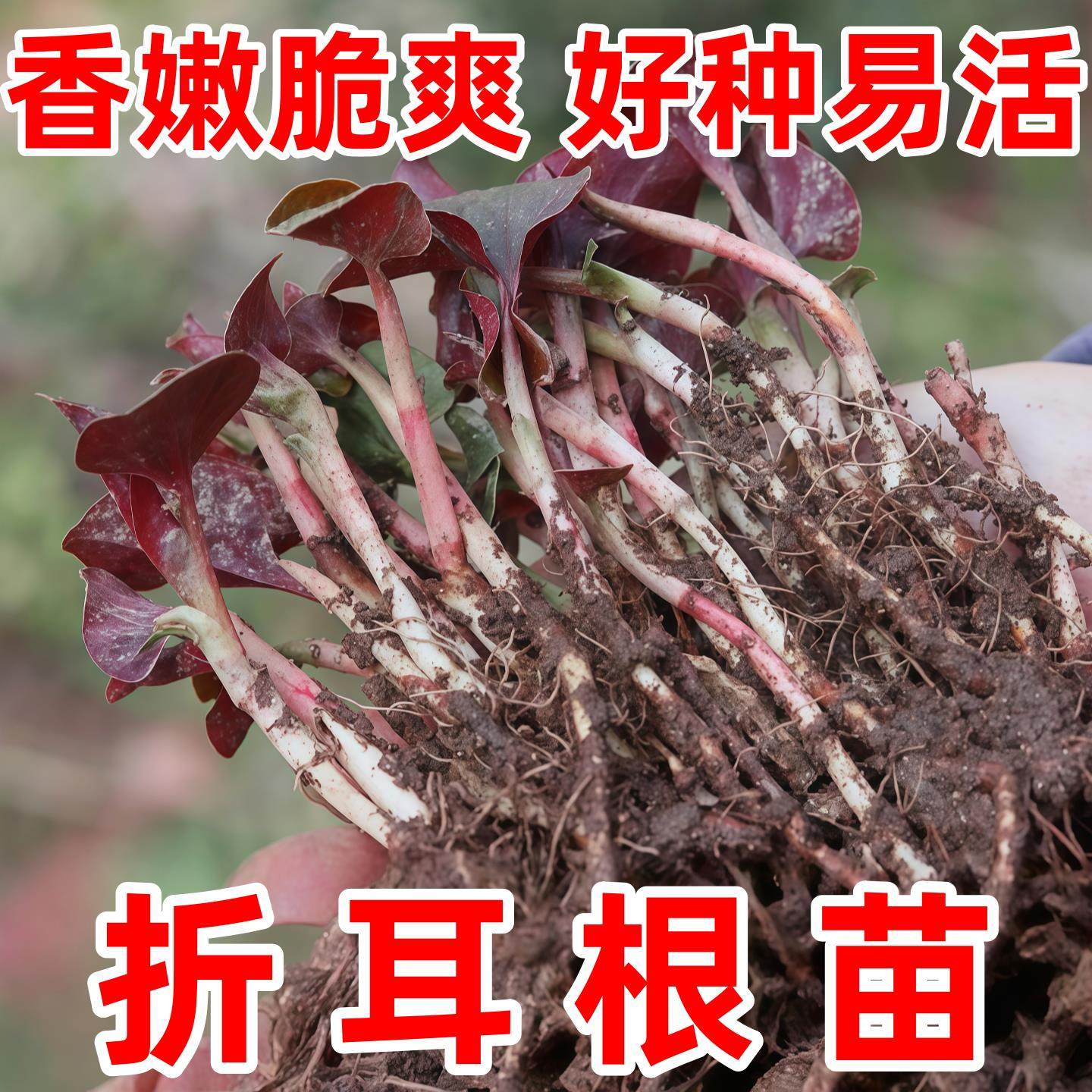 鱼腥草苗盆栽种子新鲜折耳根根种苗种植种籽芽红色带侧耳带土,鲜花速递/花卉仿真/绿植园艺,种苗/半成品盆栽,淘宝优惠券,粉丝福利购,淘宝优惠卷