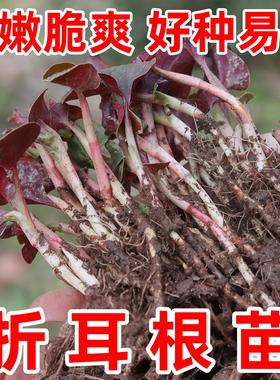 鱼腥草苗盆栽种子新鲜折耳根根种苗种植种籽芽红色带侧耳带土