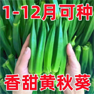 黄秋葵种子籽孑水果红秋葵种子秋葵苗秧春季夏四季播蔬菜阳台庭院