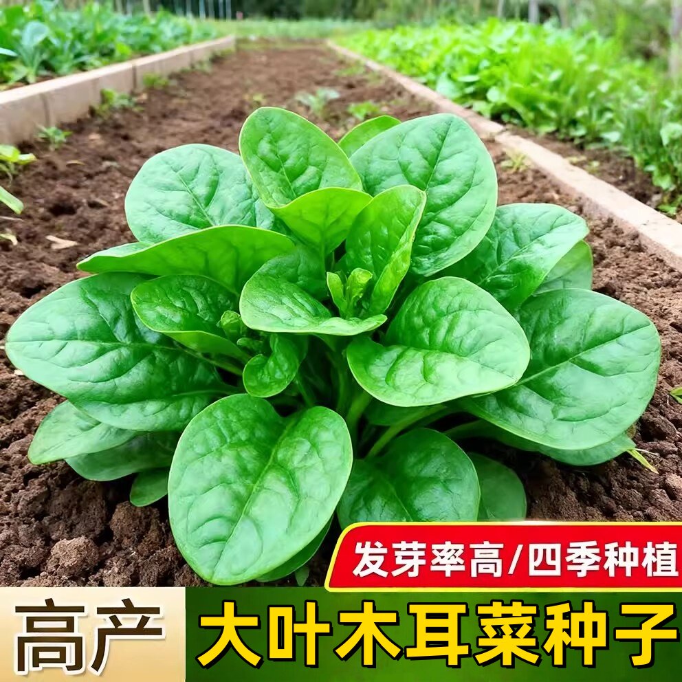 肥厚大叶木耳菜种子蔬菜种籽四季种孑夏季菜苗小青菜阳台盆栽菜种