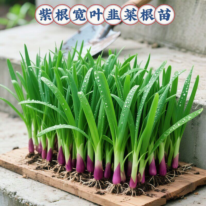 四季新鲜紫根红根韭菜根苗阳台