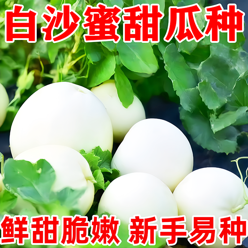 甜瓜白沙蜜种子甜香瓜种子种植四季阳台盆栽生长蔬菜种子大全
