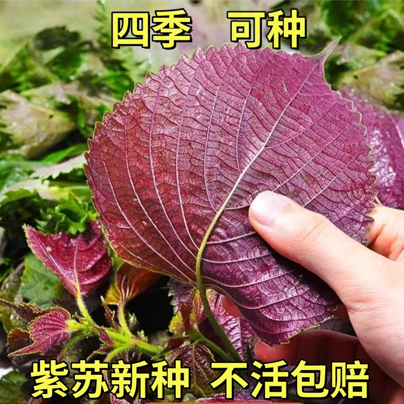 紫苏子紫苏种子紫苏叶种籽盆栽可食用种植苗四季籽种蔬菜孑苏子叶