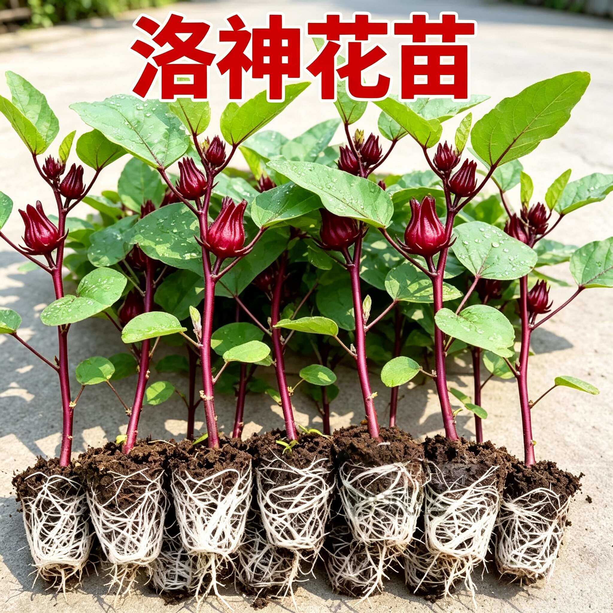 正宗玫瑰洛神花苗玫瑰茄树苗泡酒食用花茶花苗盆栽地栽红桃k