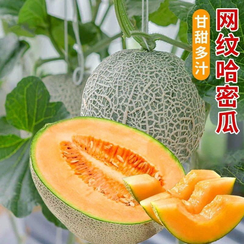 麻皮密网哈密瓜种子新疆香瓜春秋甜瓜种籽孑超甜网纹水果阳台盆栽,鲜花速递/花卉仿真/绿植园艺,藤本/攀援植物,淘宝优惠券,粉丝福利购,淘宝优惠卷