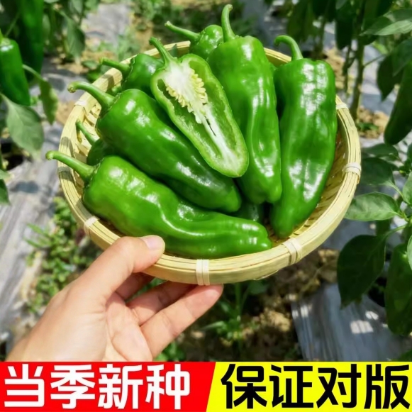 辣椒种籽薄皮泡椒螺丝线椒小米辣椒苗秧苗种孑四季蔬菜苗种子大全