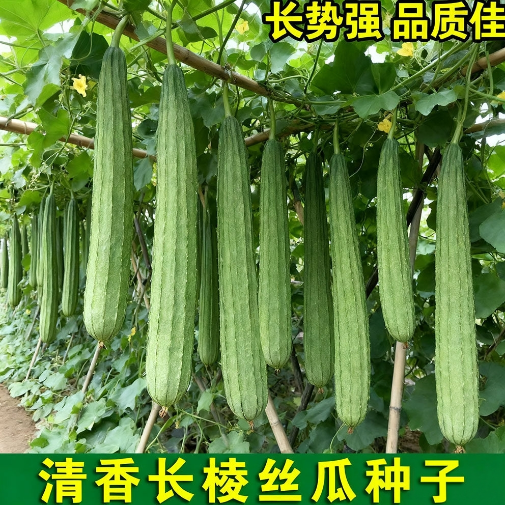 特长棱角丝瓜种子四季阳台盆栽