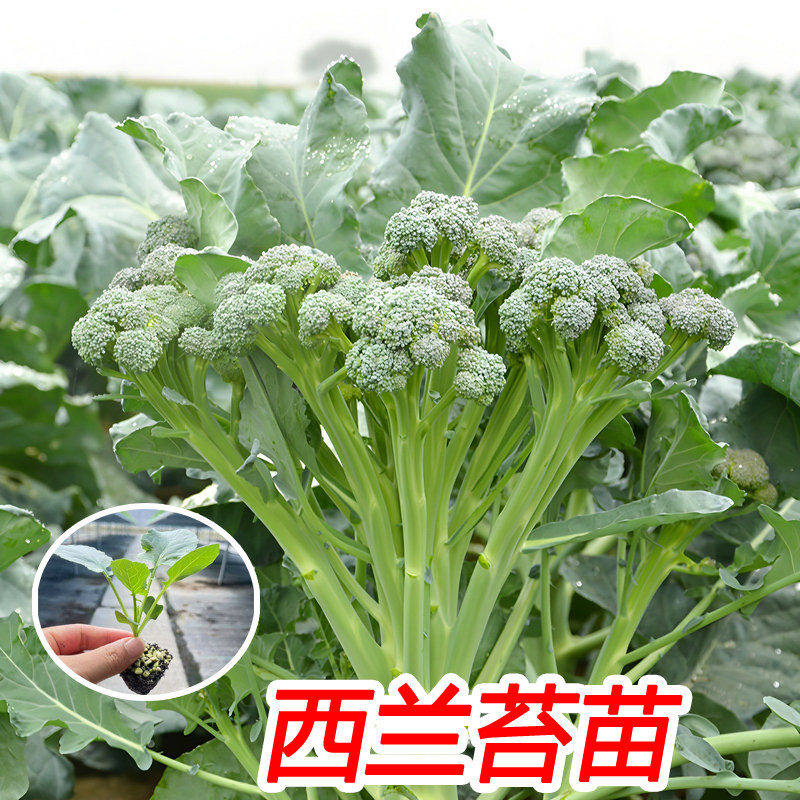 秋冬耐寒高产西兰苔芥兰菜苗