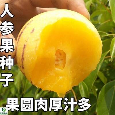 人参果种子四季播黄心高产包邮