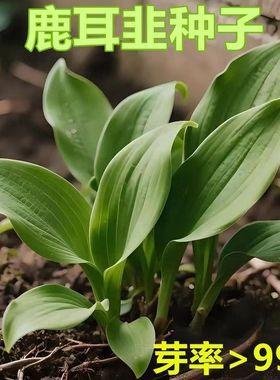 鹿耳韭种子盆栽小院四季皆宜种植南北方种籽
