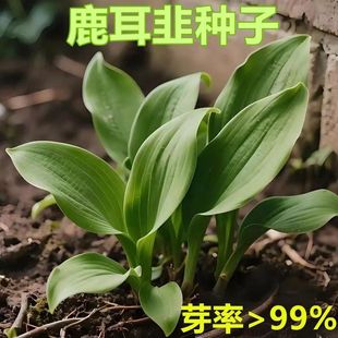 鹿耳韭种子盆栽小院四季皆宜种植南北方种籽