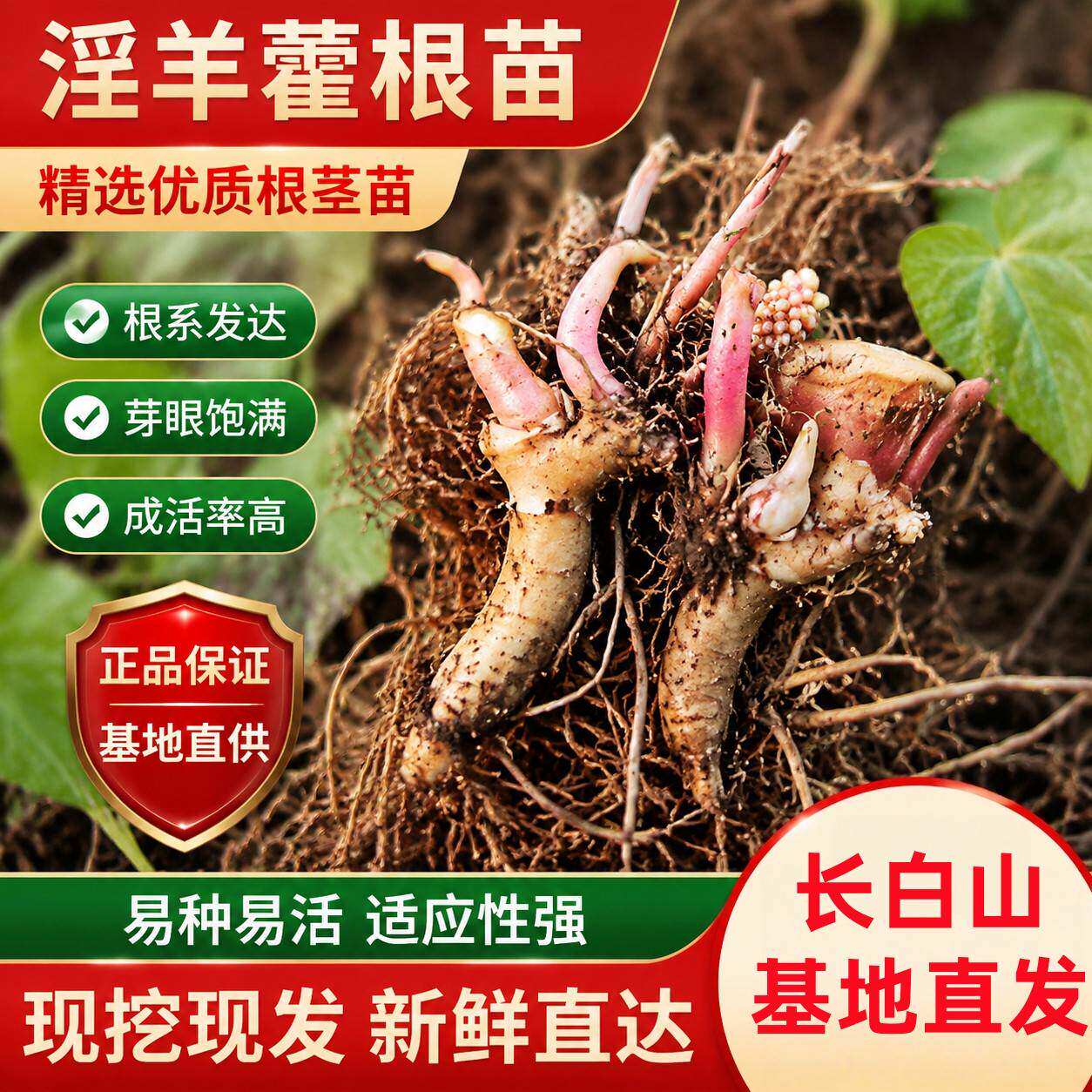 秦岭羊藿种苗仙灵脾高品质