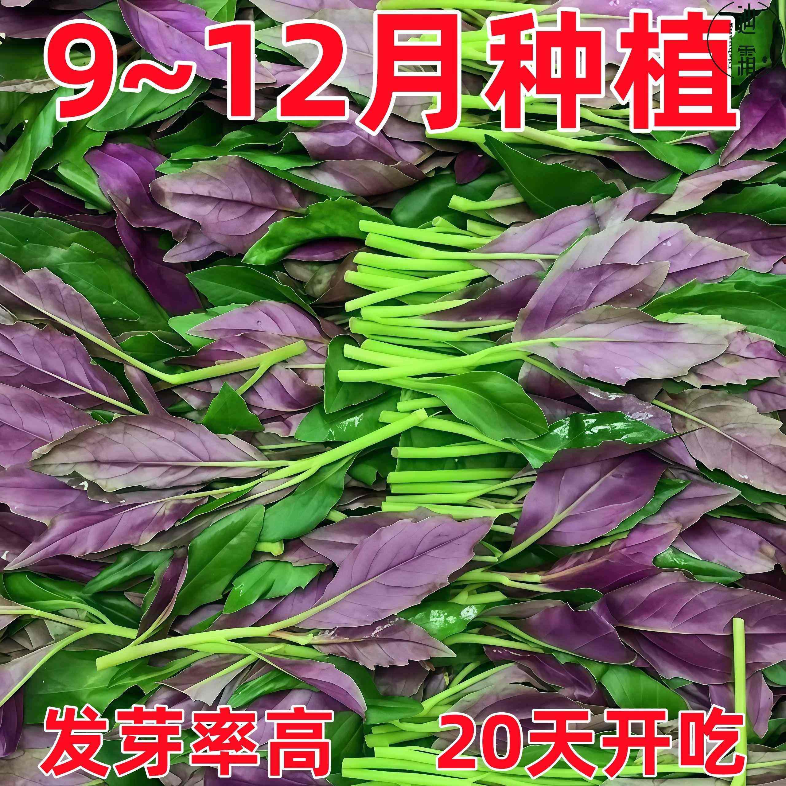 天然补血紫背菜种子天葵血皮菜红凤菜特色易种营养观音菜蔬菜种籽