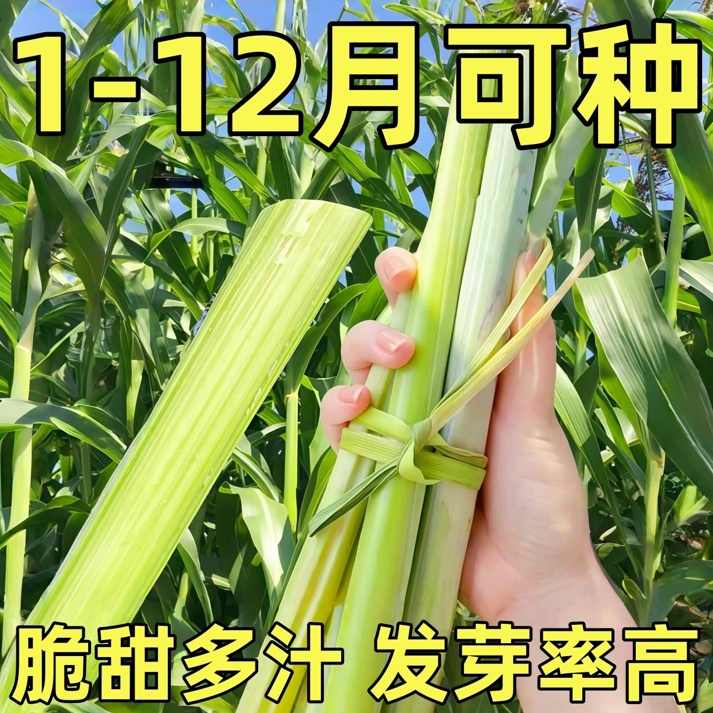 甜杆种子甜高粱杆种籽高梁北方小甘蔗苗种新鲜水果蔬菜四季播种