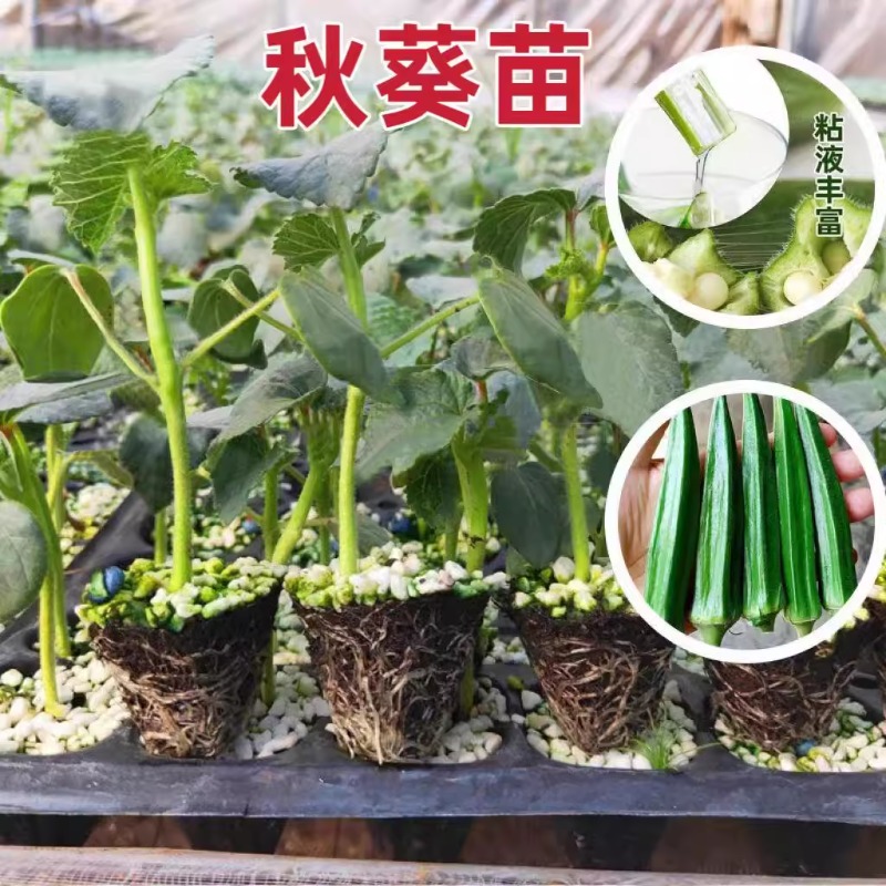 秋葵秧苗高产红秋葵鲜嫩爽口水果黄秋葵室内蔬菜苗阳台盆栽地栽