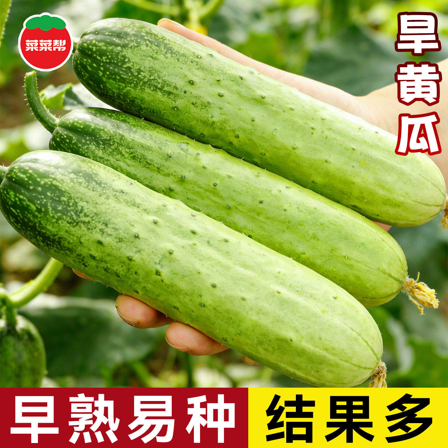 挂满架水果黄瓜种子甜脆不苦