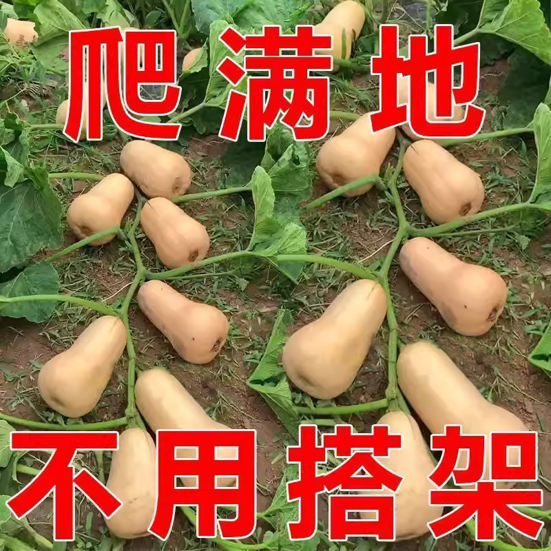 【满地爬】正品奶油南瓜种子春秋四季香芋蜜本甜糯红甜栗南瓜种子,鲜花速递/花卉仿真/绿植园艺,种苗/半成品盆栽,淘宝优惠券,粉丝福利购,淘宝优惠卷