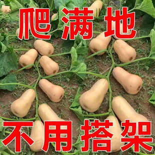 【满地爬】正品奶油南瓜种子春秋四季香芋蜜本甜糯红甜栗南瓜种子