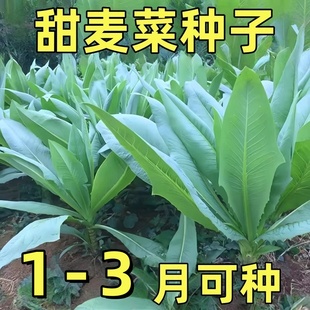 广西博白甜麦菜秧苗大叶四季耐热花芽苦麦麻菜高州甜麦菜种子
