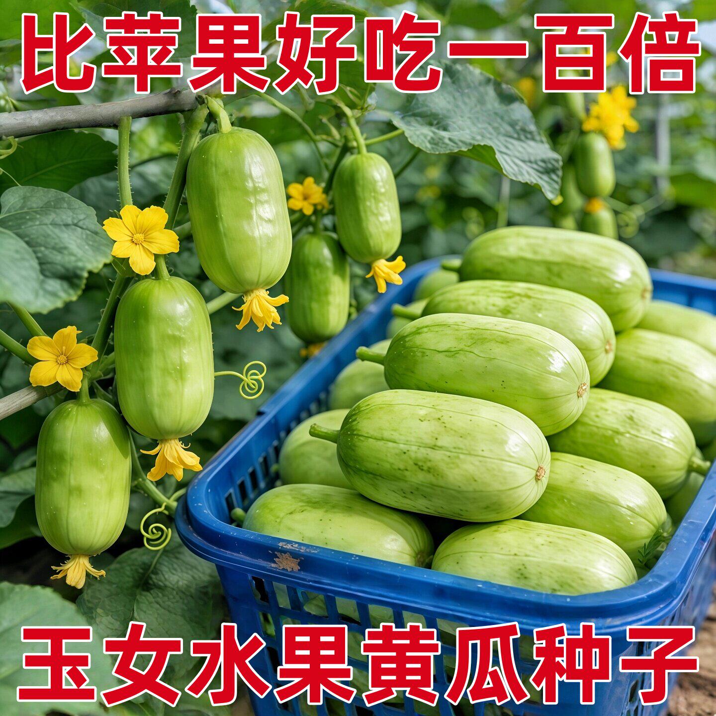 新种黄瓜种子玉女水果黄瓜种子秧四季嫁接瓜苗菜苗小蔬菜种籽秧苗