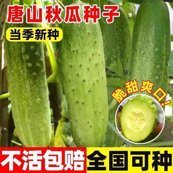 唐山秋瓜种秋黄瓜高产盆栽春季秋季易播种蔬菜种水果黄瓜夏季