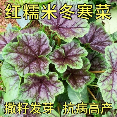 红糯米冬寒菜种子四季可种客家菜种籽四川冬苋菜阳台盆栽蔬菜种孑