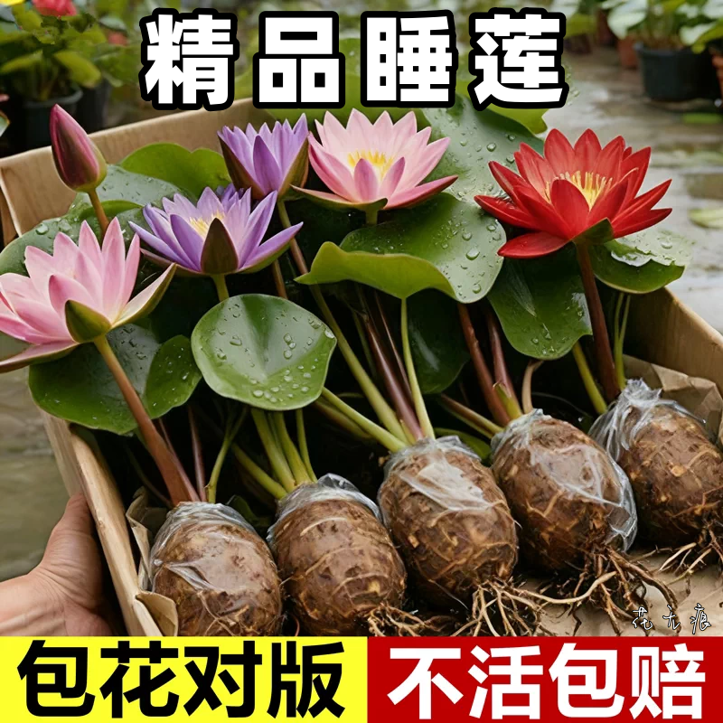 睡莲荷花带苞易养水培盆栽