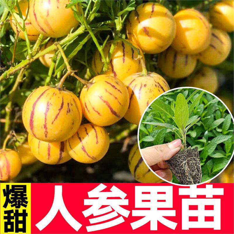 爆甜人参果苗秧带土球长寿果人生果籽盆栽大苗当年结果南北方种植
