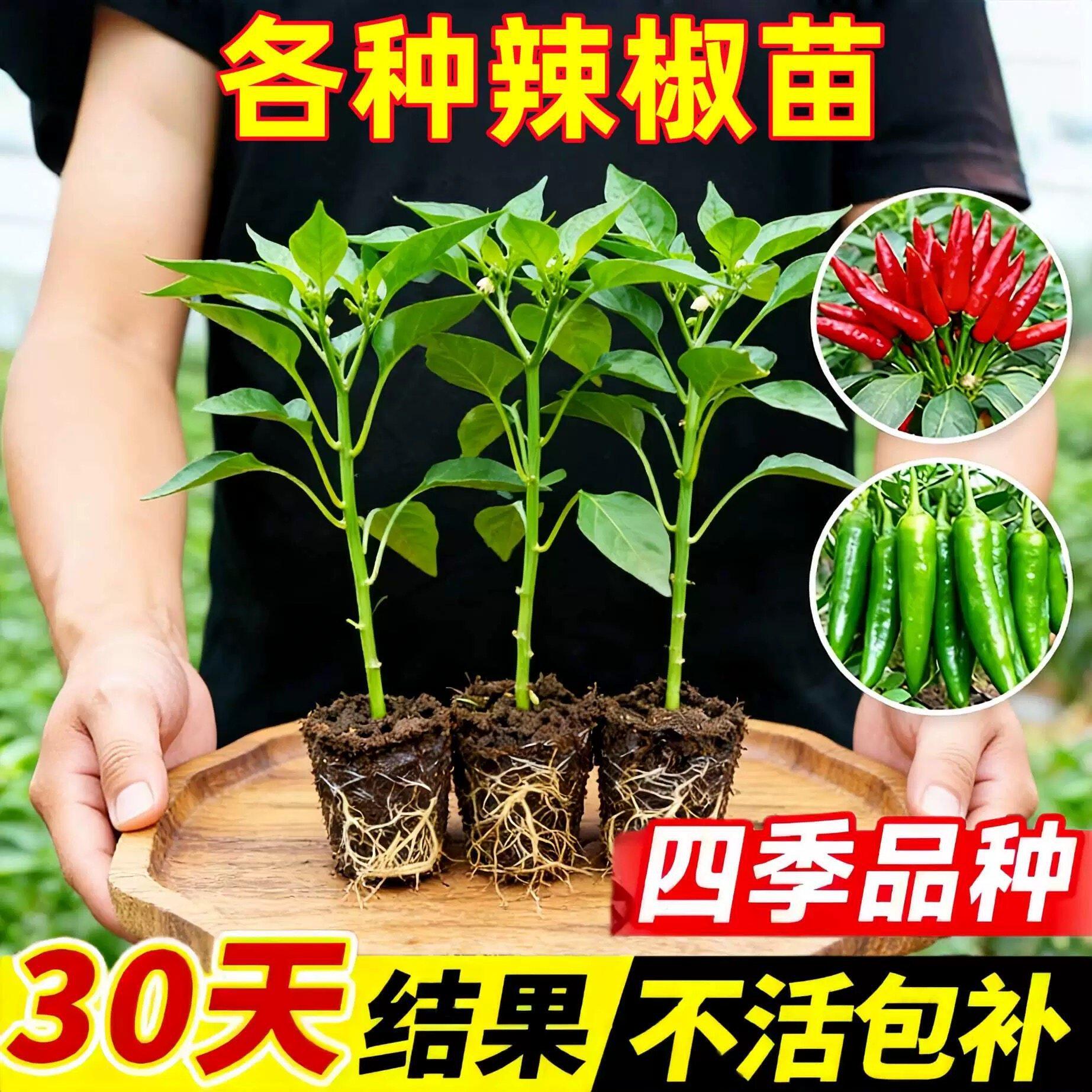 樟树港朝天椒辣椒苗各种辣椒苗